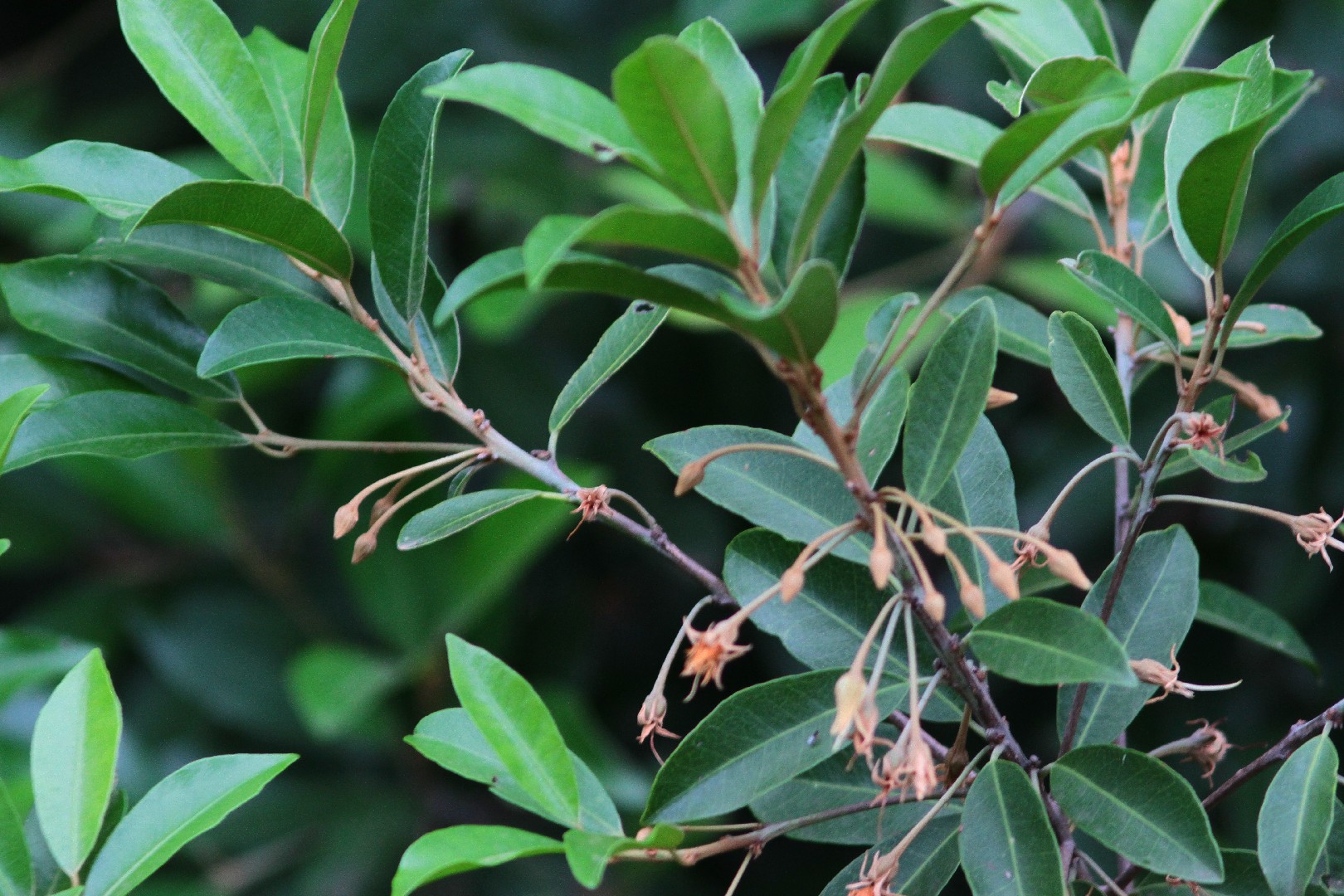 Mimusops zeyheri PictureThis