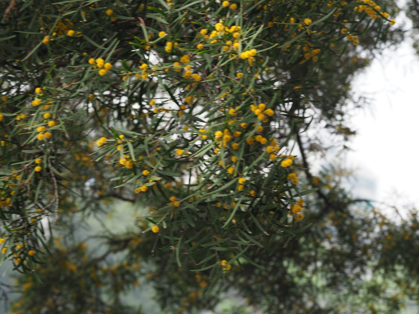 Tree Seeds 10 Formosan Koa (Acacia Confusa) - Fast Growing Exotic