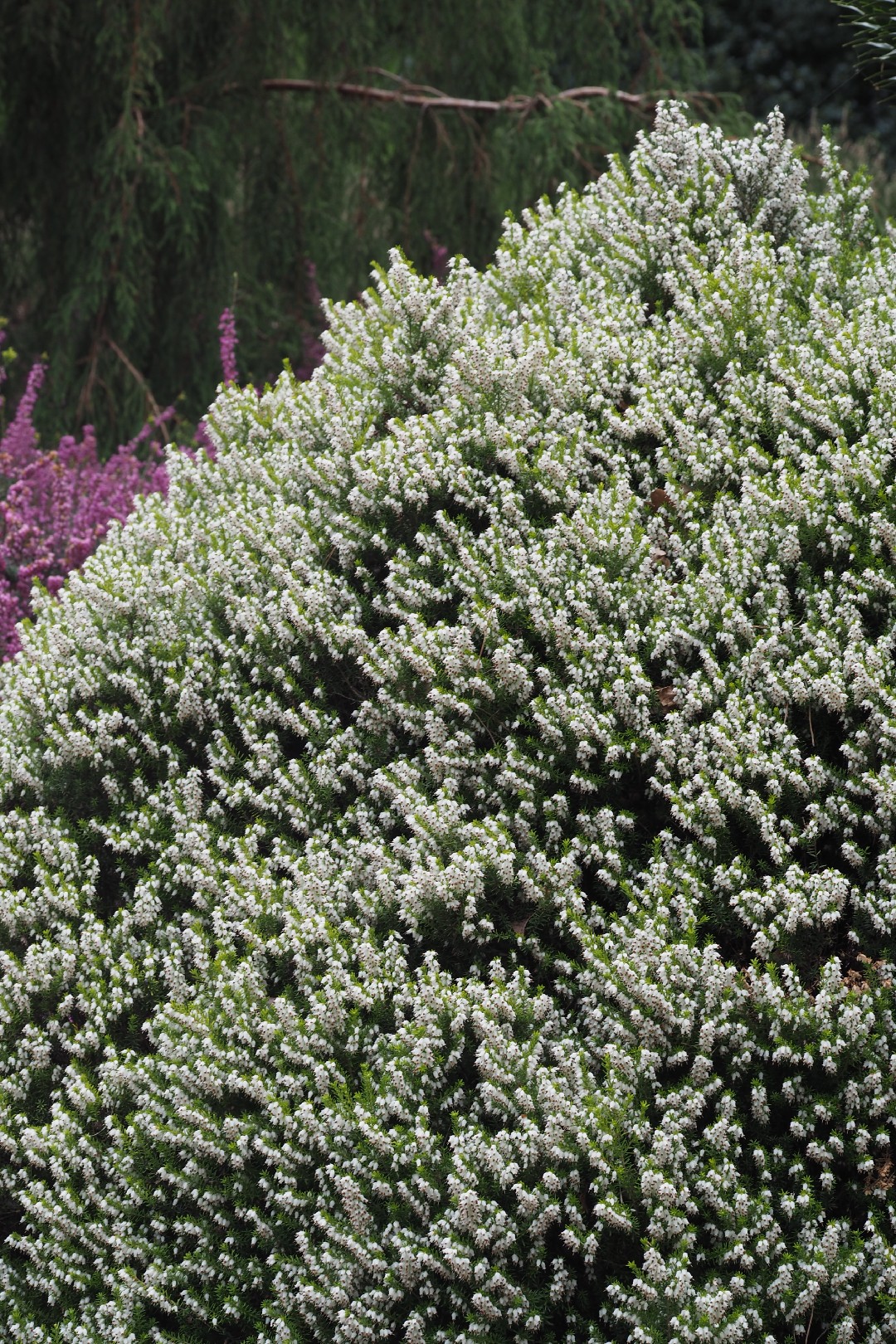 Brezo Jardín Fácil Cuidado Brezo Mix Color - Planta De Exterior Súper  Resistente Y Fácil De Mantener Plantas Naturales Exterior Resistentes, image size:1080x1620