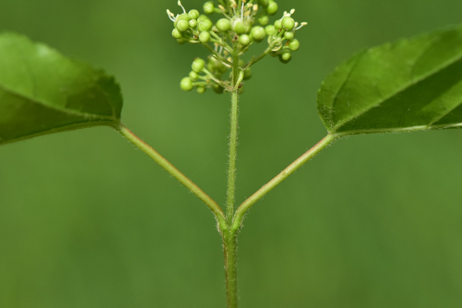 カラコギカエデ（鹿子木楓） (Acer tataricum subsp. ginnala