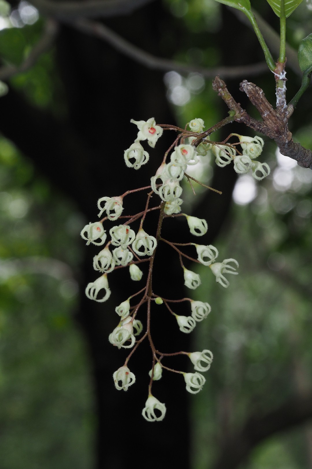 ピンポンノキ　取り木苗 ピンポンノキ (Sterculia monosperma) - PictureThis