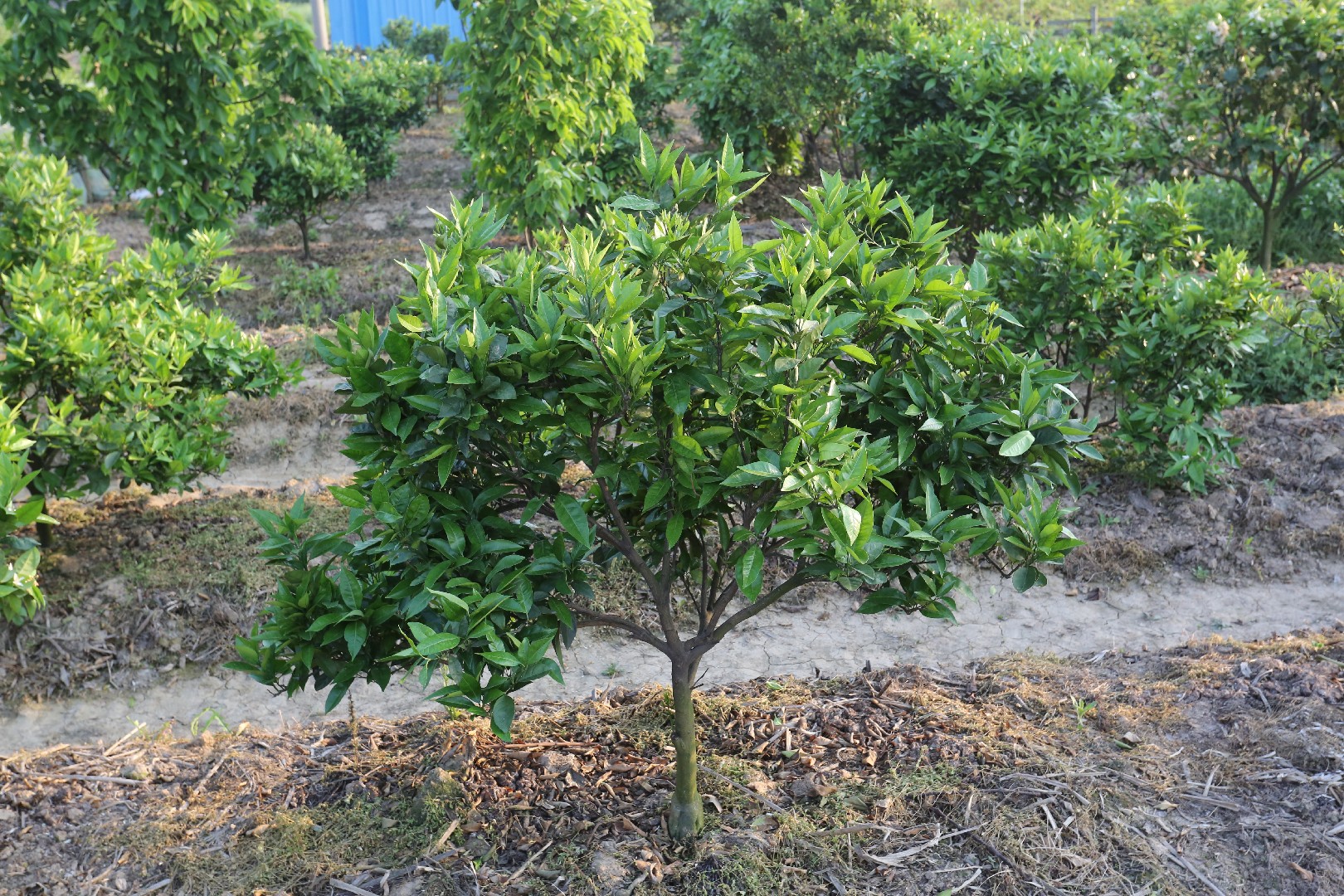 Mandarijnboom (Citrus Calamondin) - 200 cm Mandarijnboom (Citrus Calamondin) - 200 cm