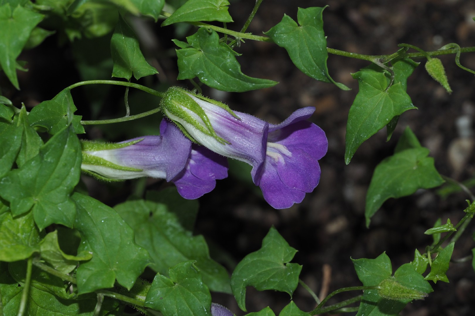 Азарина красная: секреты выращивания эффектной садовой лианы