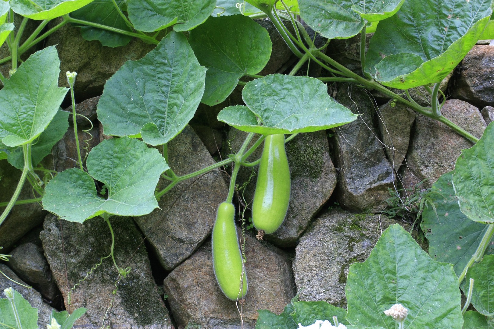 green pepper plant Pepper 'Jupiter' Plants main image 0