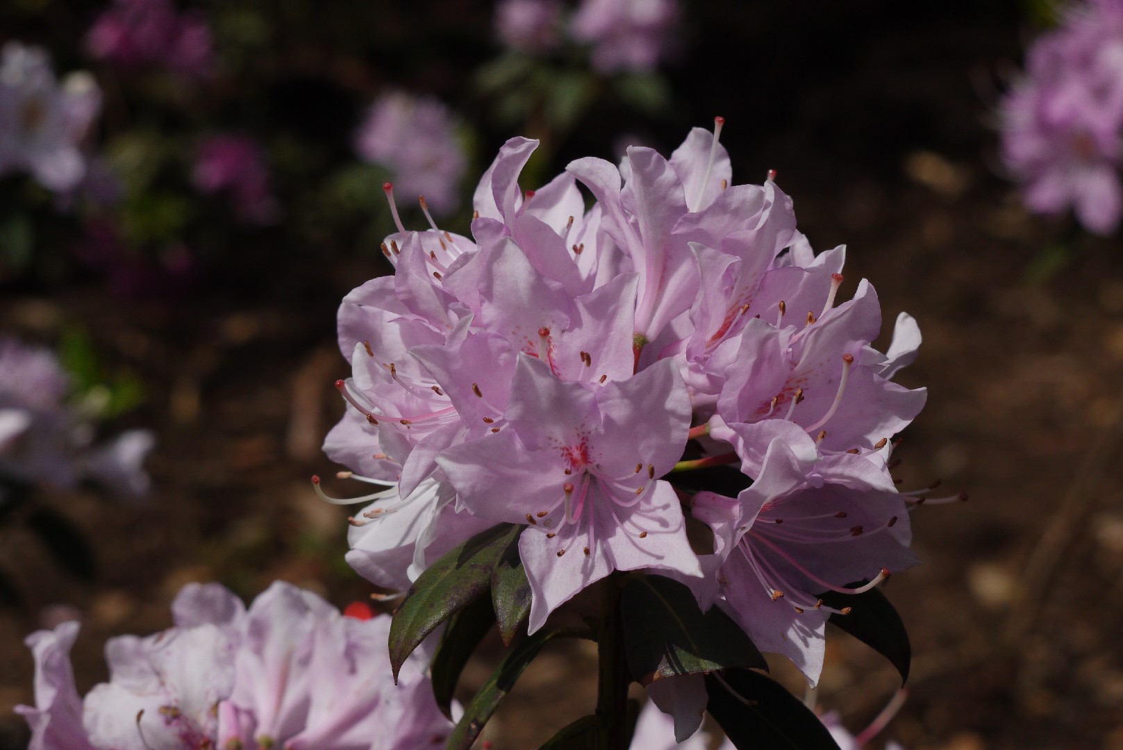 Yunnan rhododendron (Rhododendron yunnanense) - PictureThis