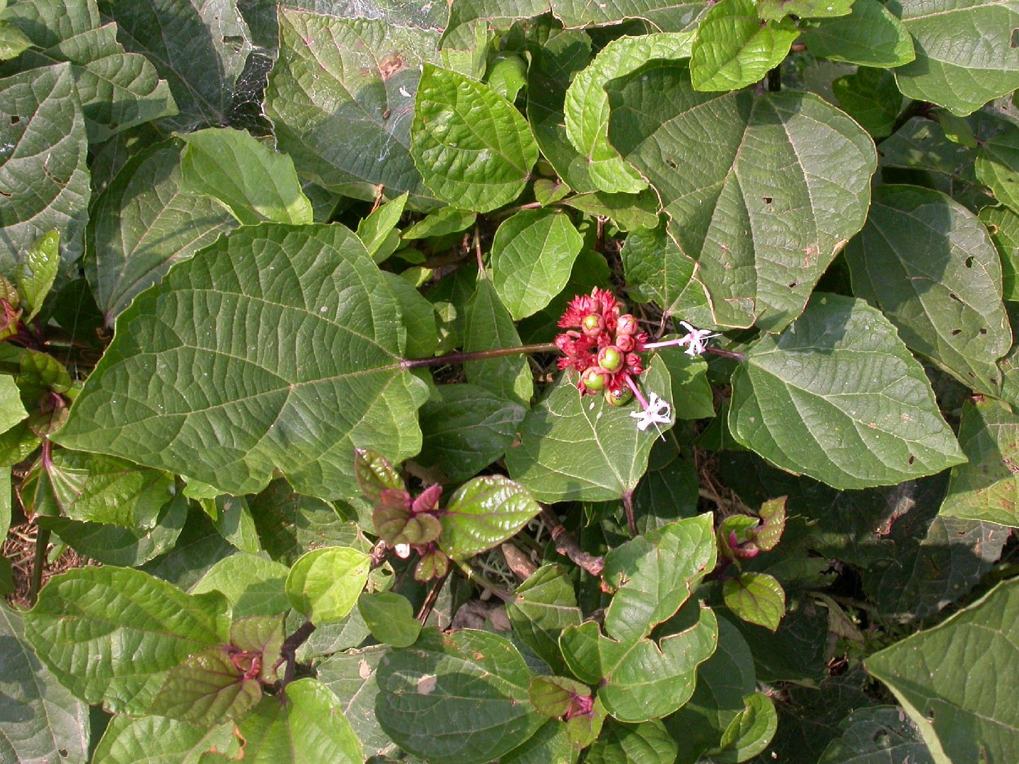 ボタンクサギ（牡丹臭木） (ケア, 特徴, 花, 画像)