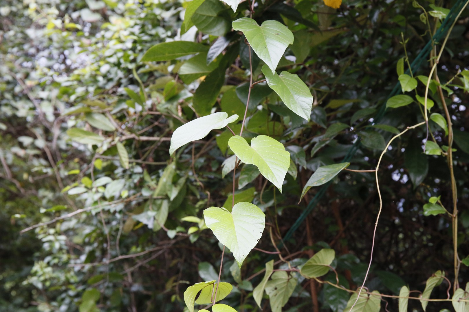 刺果藤 (Byttneria aspera) 花言葉，毒性，よくある質問 - PictureThis