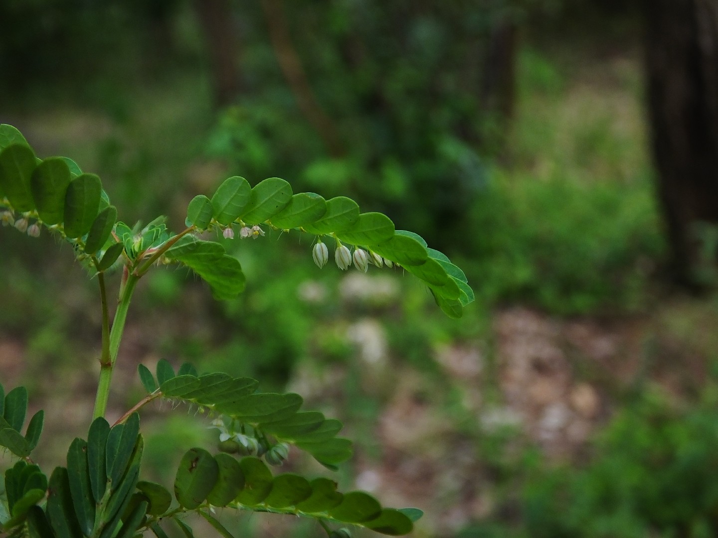 60 Graines De Phyllanthus Vert - Plante D'intérieur Facile à Cultiver - Bonsaï Possible
