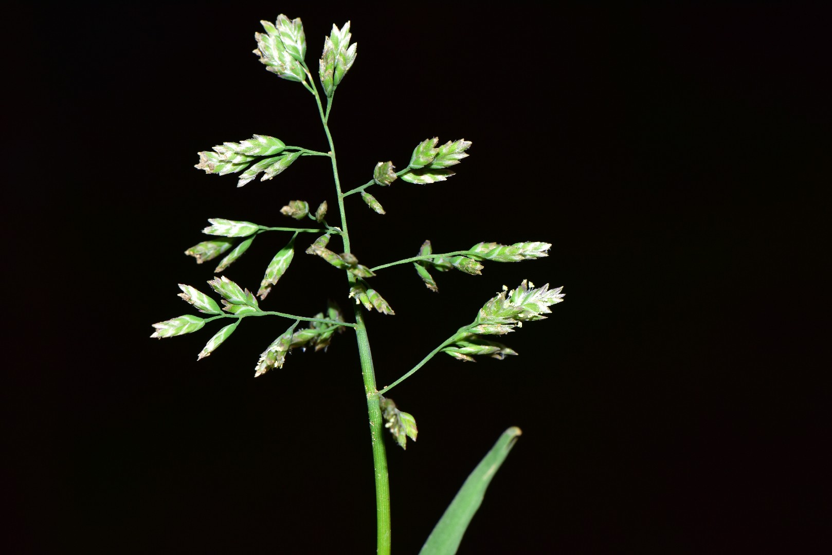 Poa annua 中文 (96) 사진