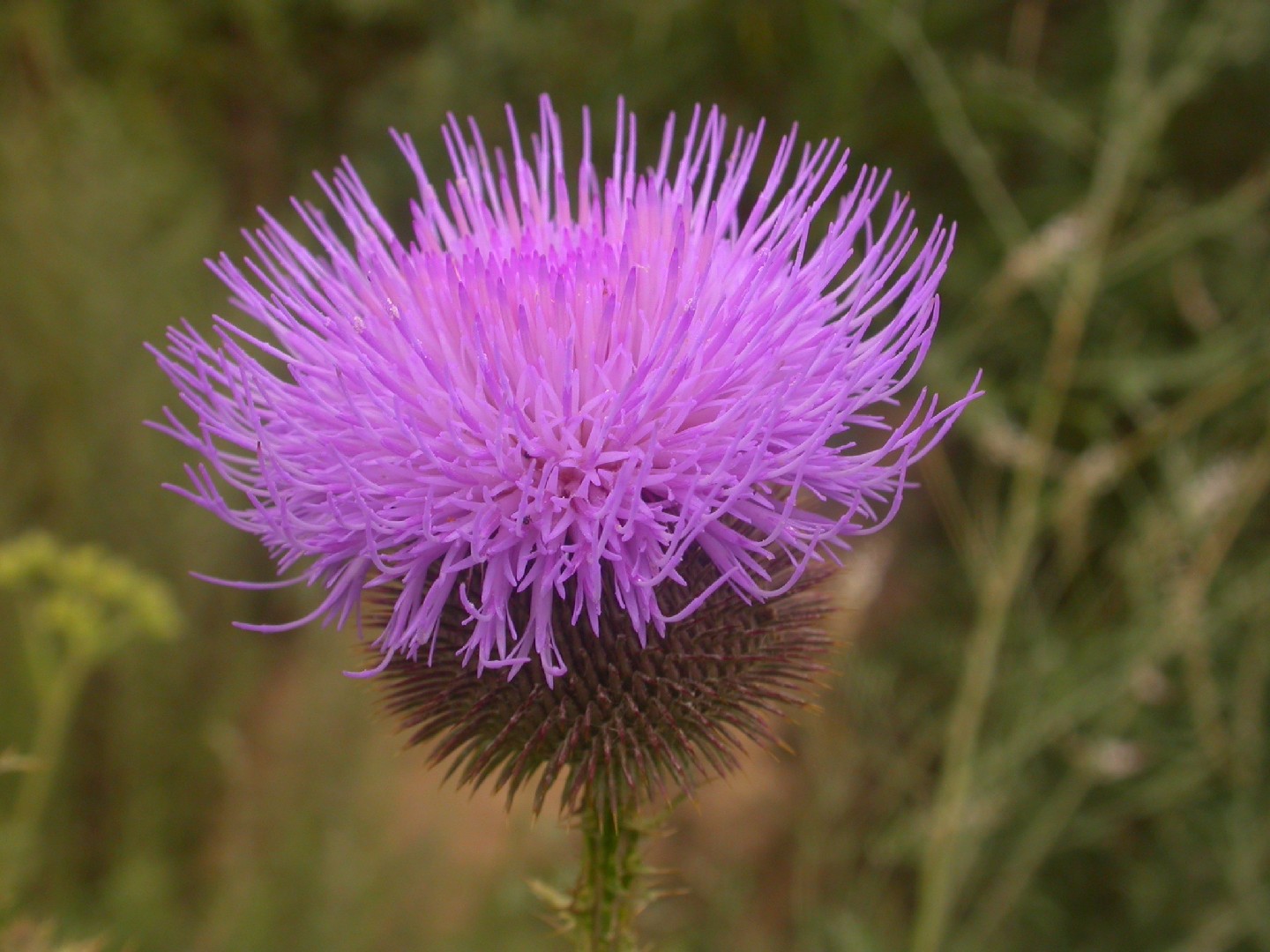 Ольгея (Olgaea) - PictureThis