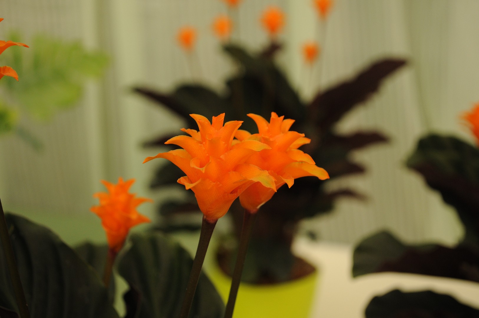 Eternal flame - Goeppertia crocata (Care, Characteristics, Flower, Images)
