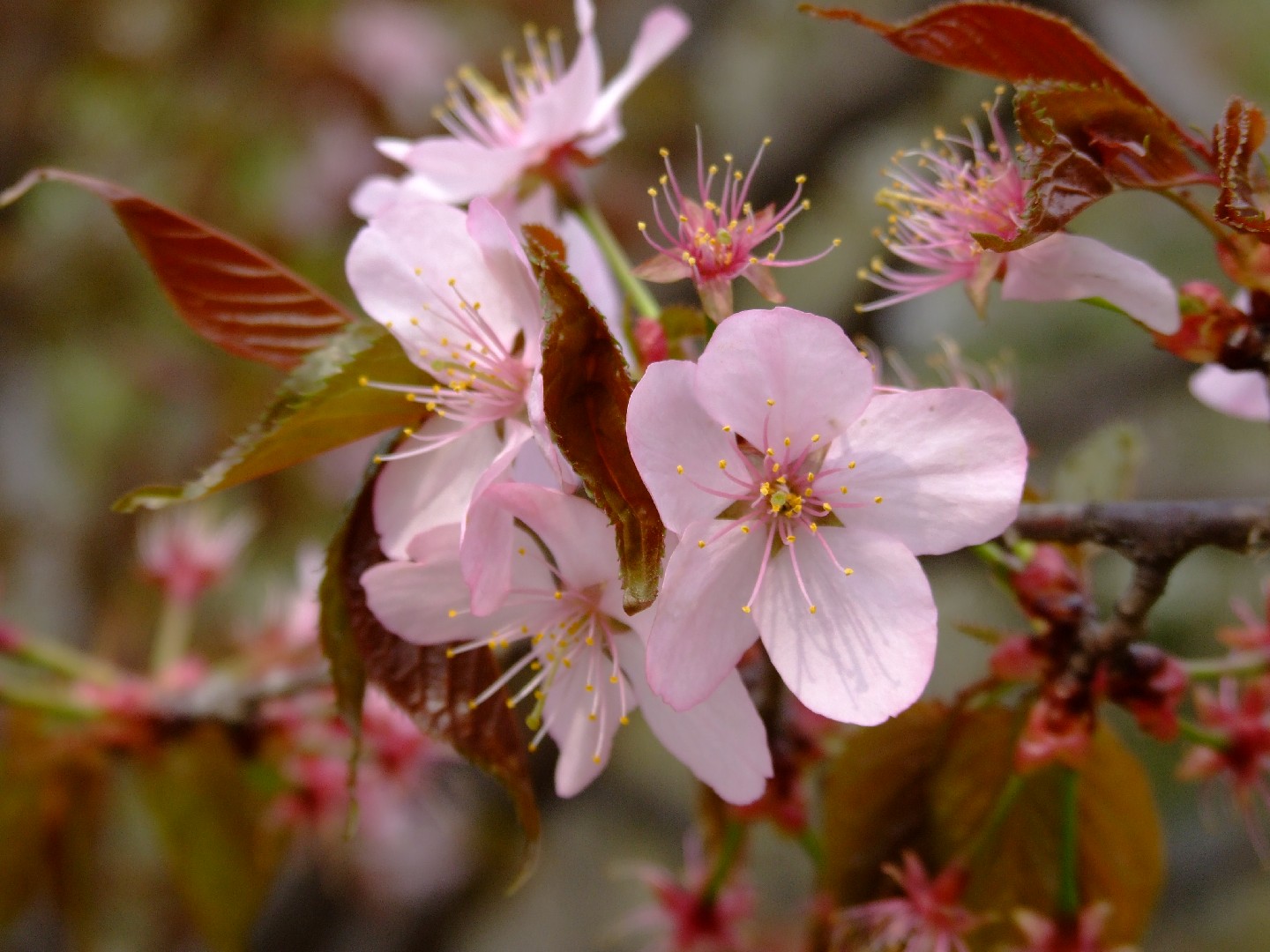 オオヤマザクラ（大山桜） (ケア, 特徴, 花, 画像)