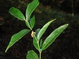무주나무속 (Lasianthus)