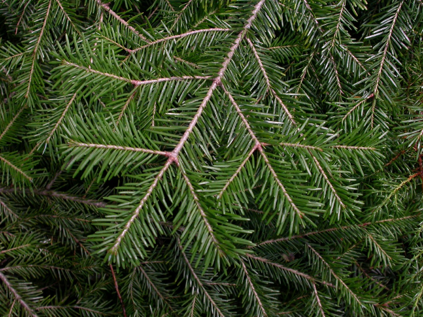 Пихта цельнолистная (Abies holophylla) - PictureThis