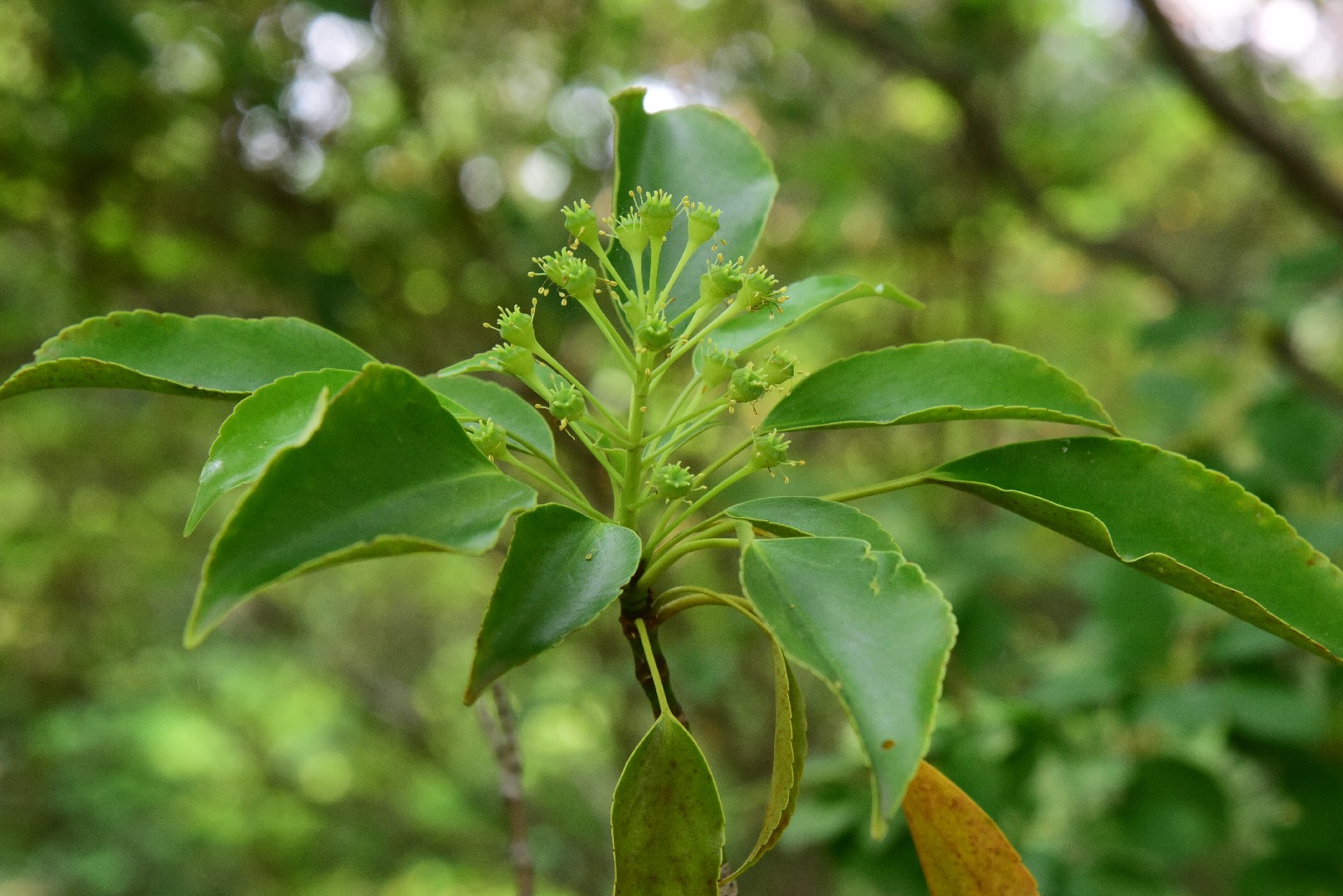 Trochodendron (Trochodendron)