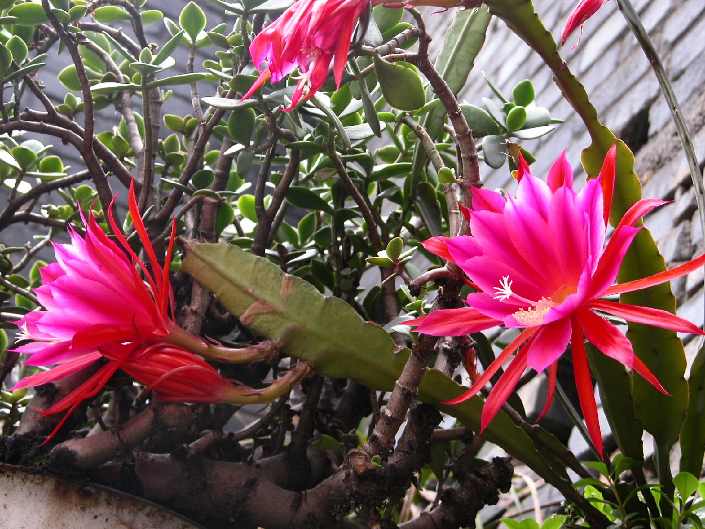 ディソカクツス・アッケルマンニイ (ケア, 特徴, 花, 画像)