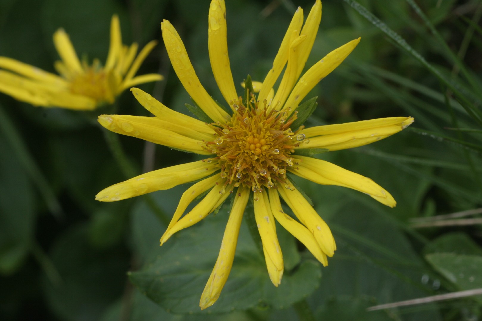 Voorjaarszonnebloem (Doronicum)