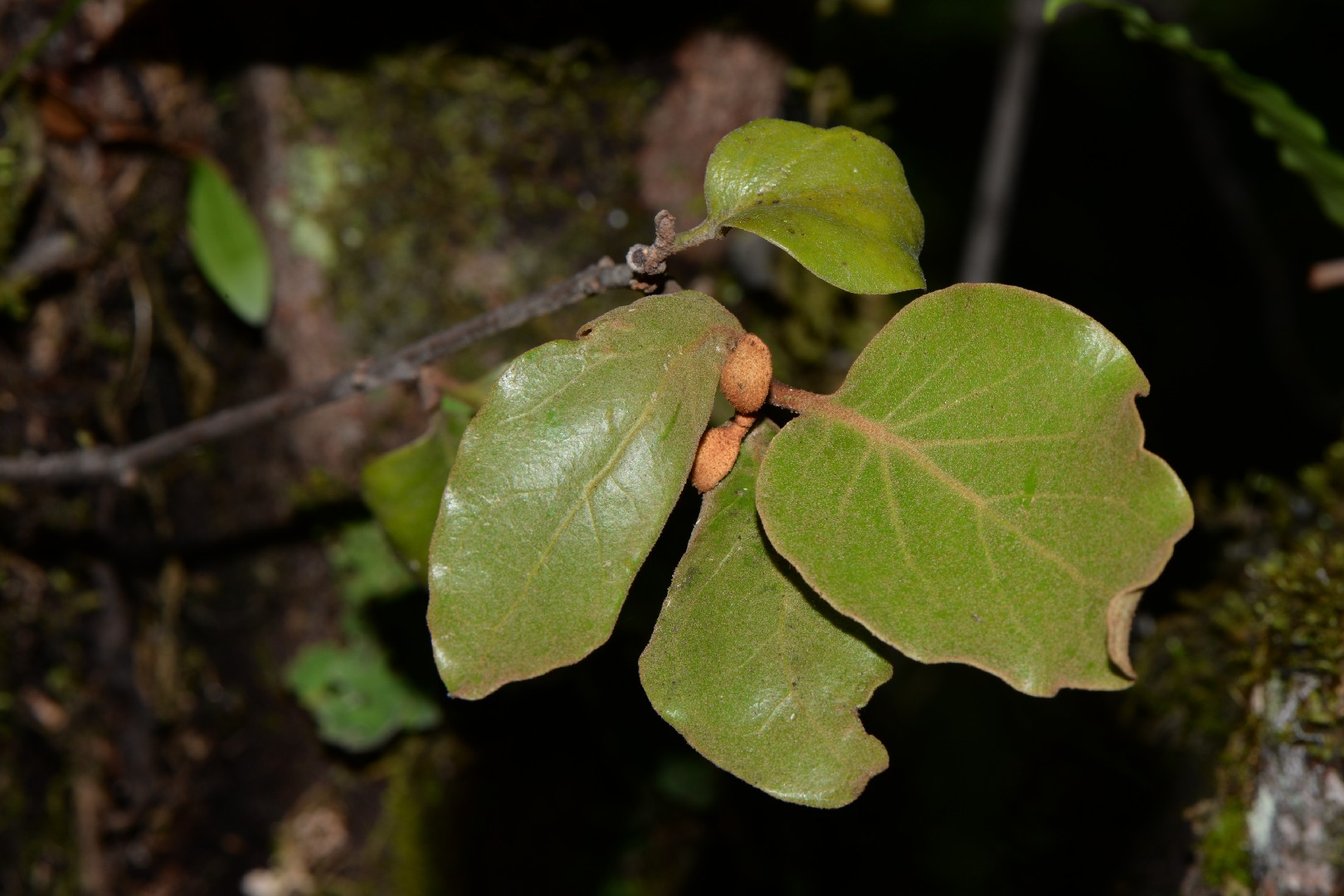 Taxillus PictureThis