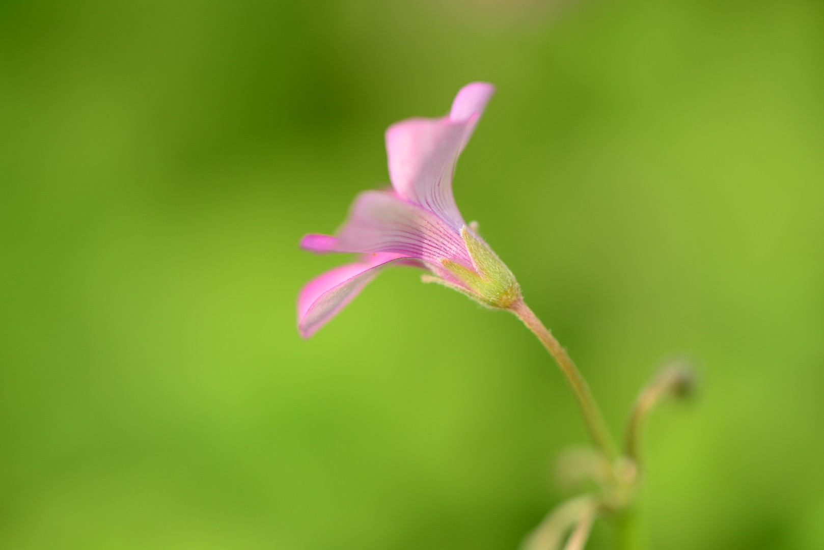 Como identificar Azedinha-de-flores-vermelhas (Oxalis articulata)