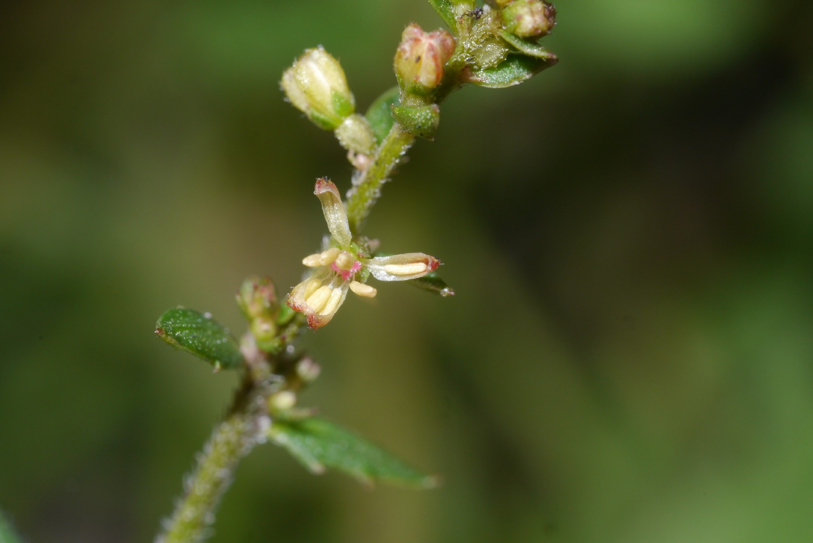 Chinese raspwort (Gonocarpus chinensis) Flower, Leaf, Care, Uses ...