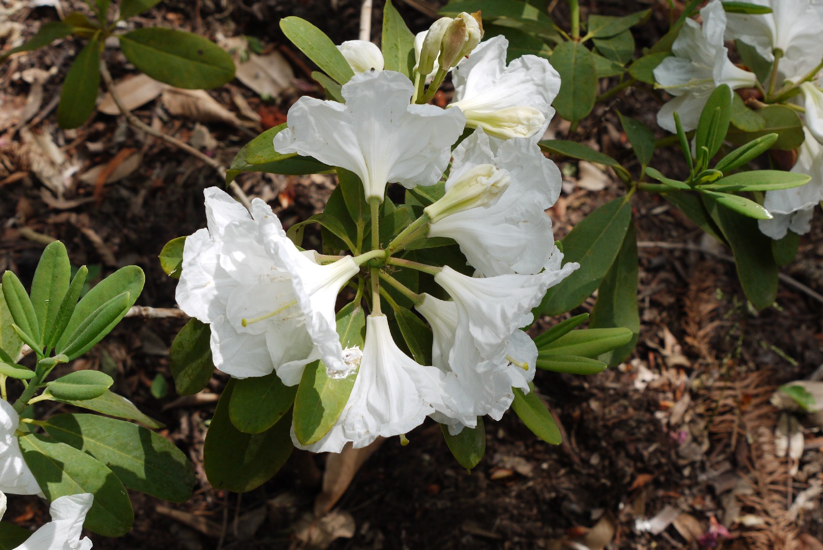Rhododendron decorum - PictureThis