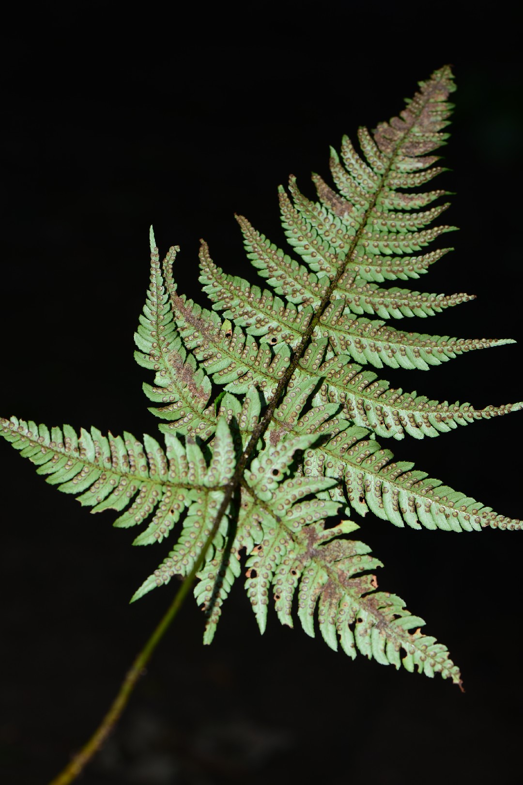 ヤマイタチシダ (Dryopteris setosa) - PictureThis