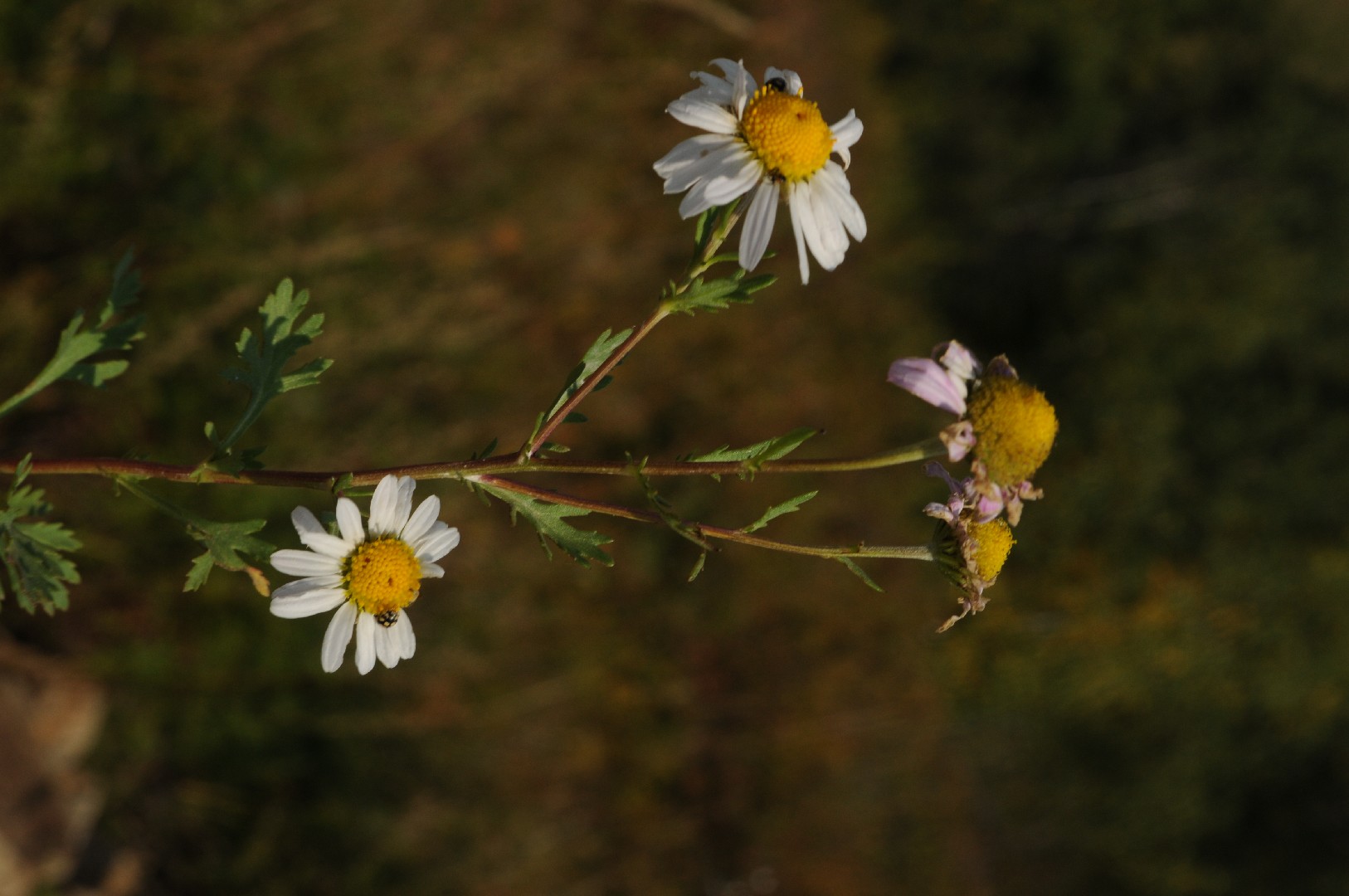 チョウセンノギク 朝鮮野菊 Chrysanthemum Naktongense 花言葉 毒性 よくある質問 Picturethis チョウセンノギク 朝鮮野菊 Chrysanthemum Naktongense 花言葉 毒性 よくある質問 Picturethis