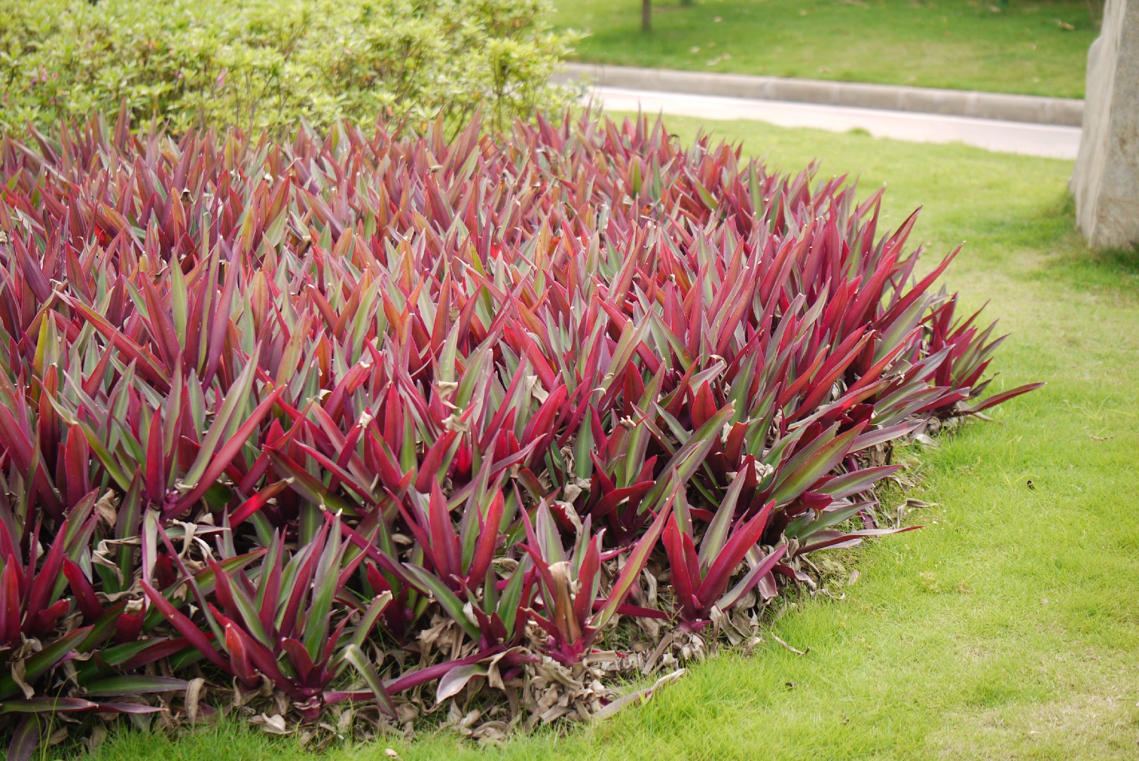 Oyster plant (Tradescantia spathacea) Flower, Leaf, Care, Uses