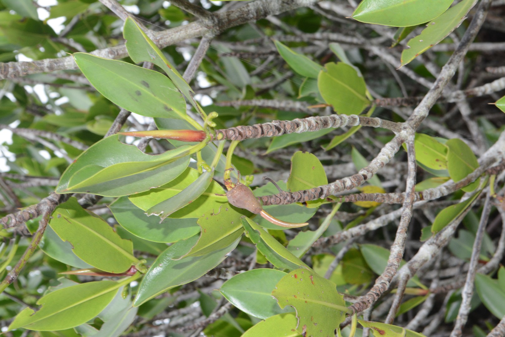 オオバヒルギ (Rhizophora stylosa) - PictureThis