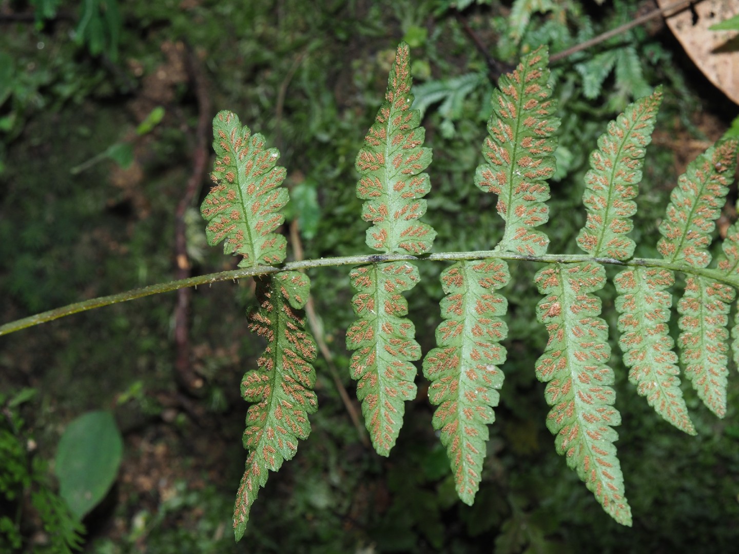 ドワーフジャマイカンの利点と使い方を発見し、あなたの庭とウェルビーイングを向上させましょう, image size:1440x1080