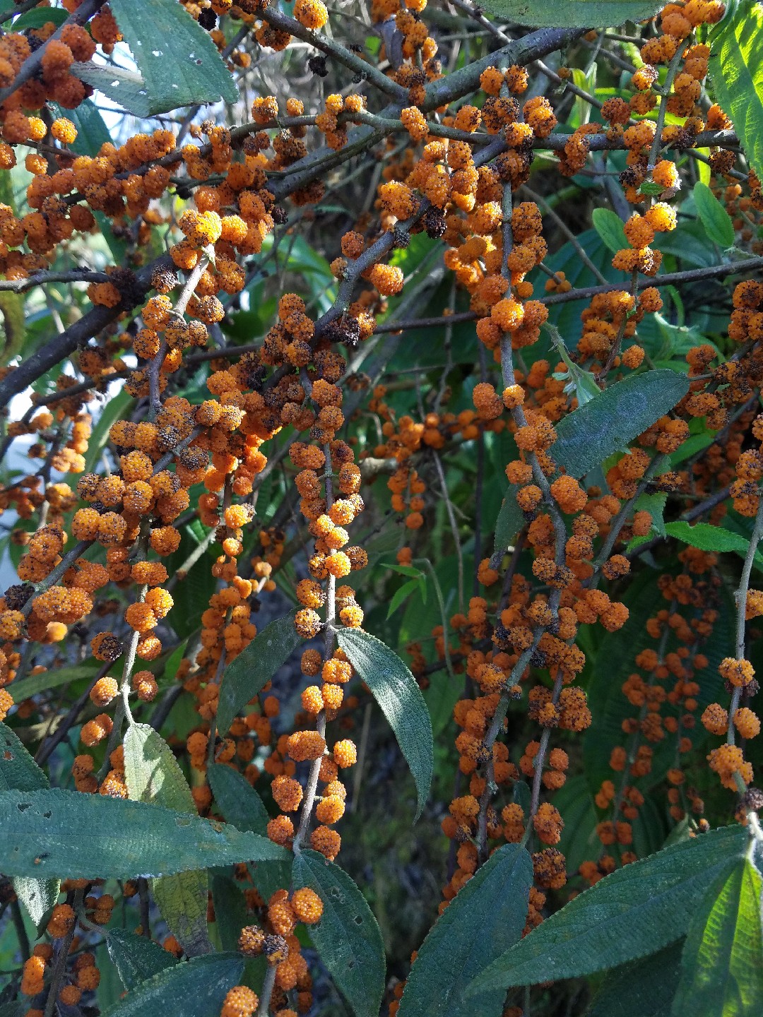 Yanagi ichigo - Debregeasia orientalis (Taxonomy, Characteristics
