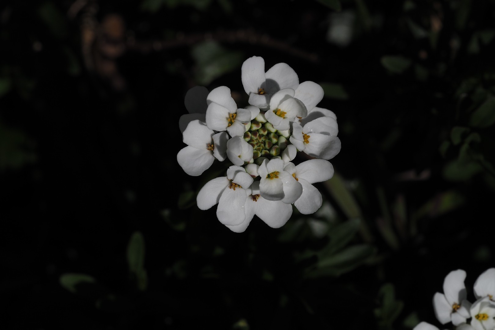 Иберийка вечноцветущая (Iberis semperflorens) - PictureThis