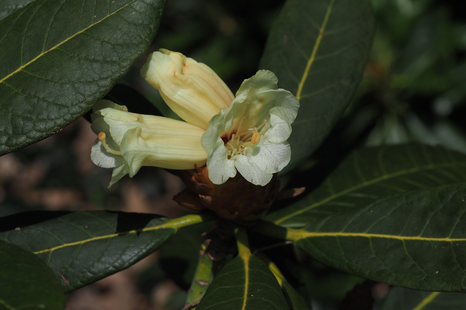 Rhododendron macabeanum - PictureThis