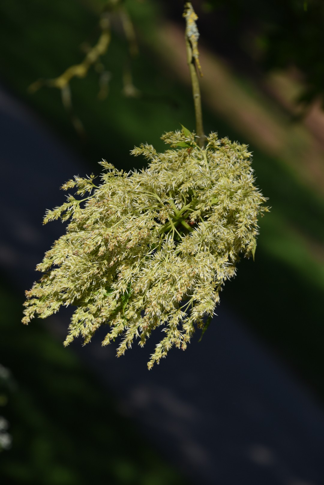 ミヤマアオダモ (Fraxinus bungeana) - PictureThis