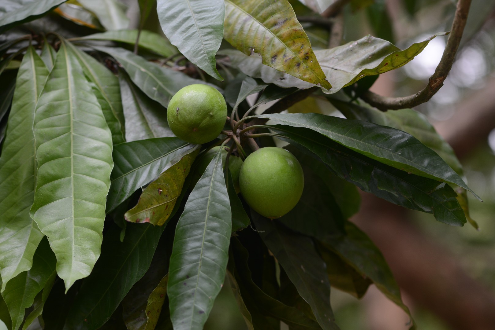 カニステル (Pouteria campechiana) - PictureThis