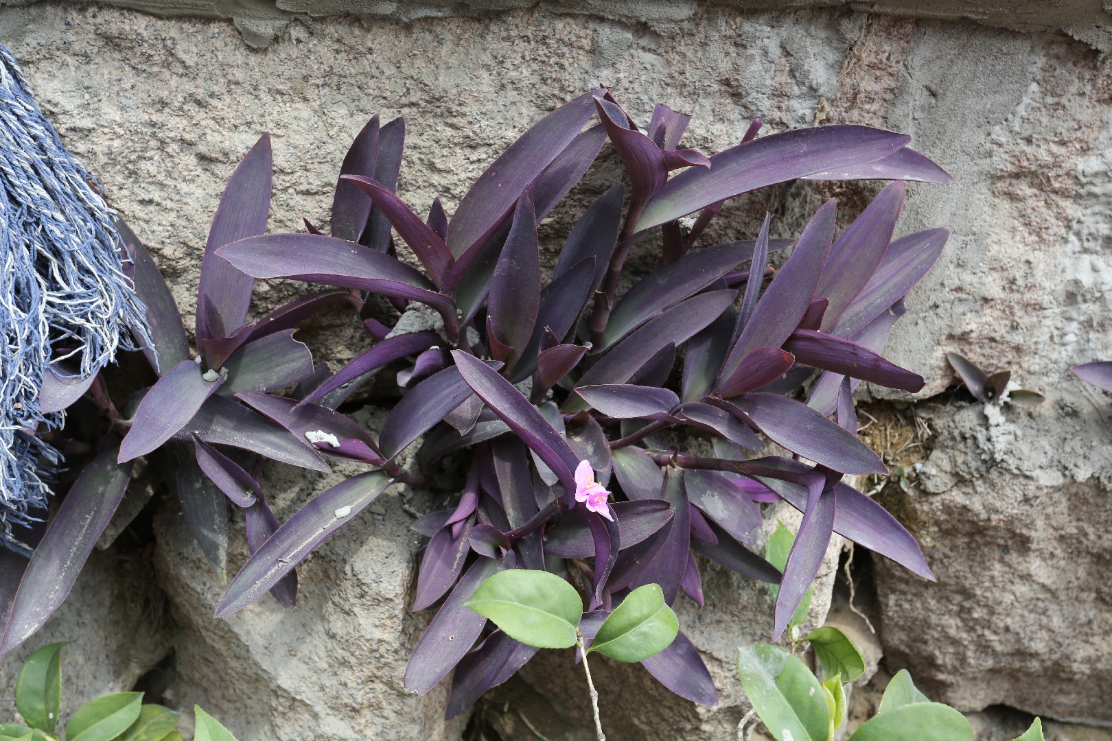 Mexikanische Dreimasterblume - Tradescantia pallida (Pflege, Merkmale,  Blume, Bilder)