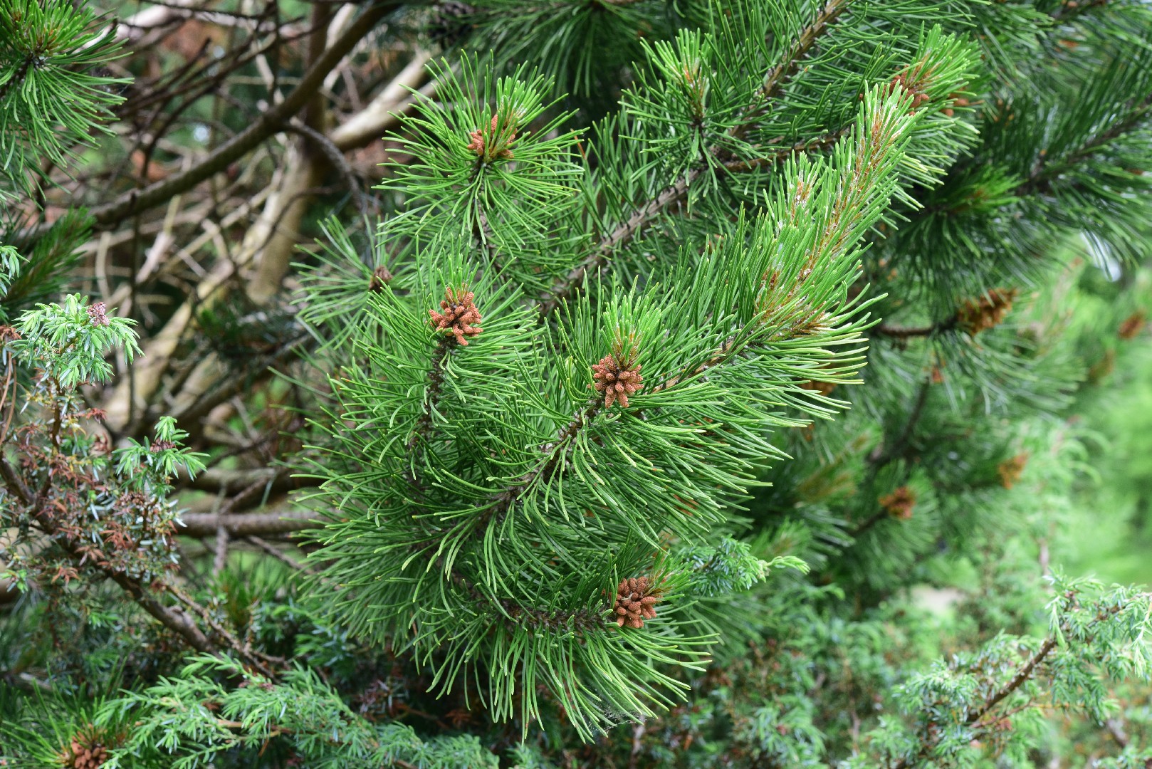 モンタナマツ バレーラ pinus mugo ムゴマツ 松 針葉樹 苗 【公式通販】