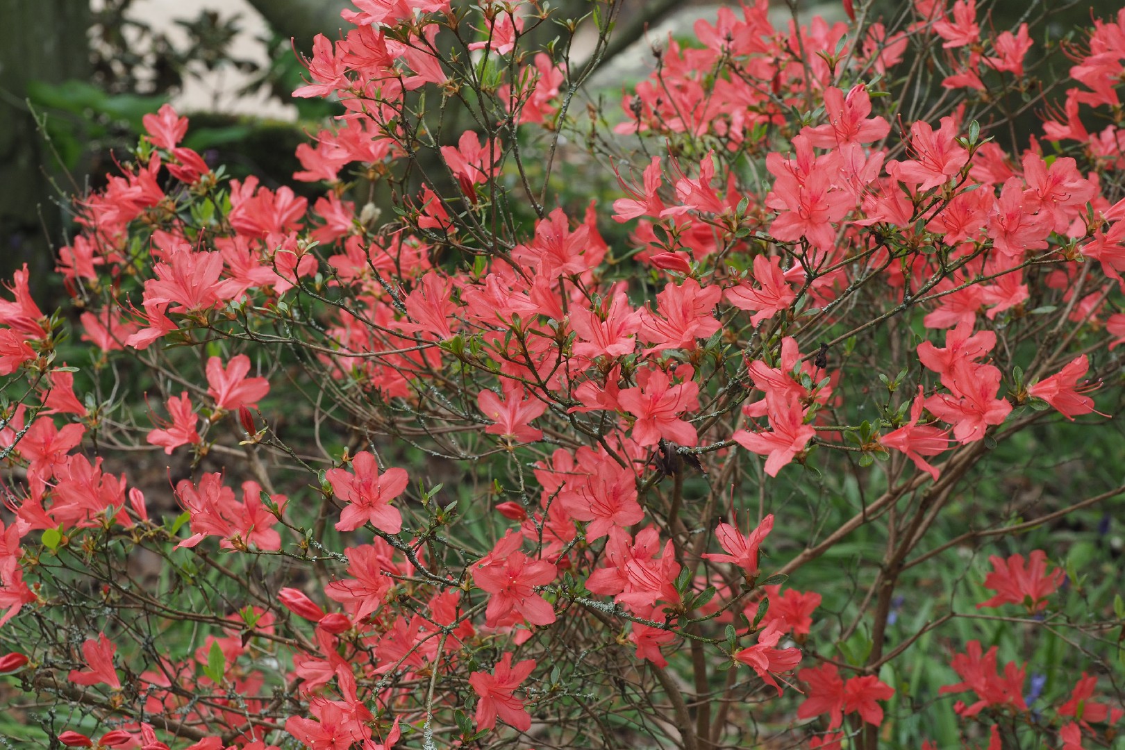 ヤマツツジ(山躑躅) (Rhododendron kaempferi) 花言葉,毒性,よくある質問 - PictureThis