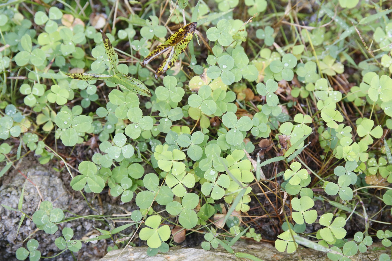 Marsilea minuta PictureThis