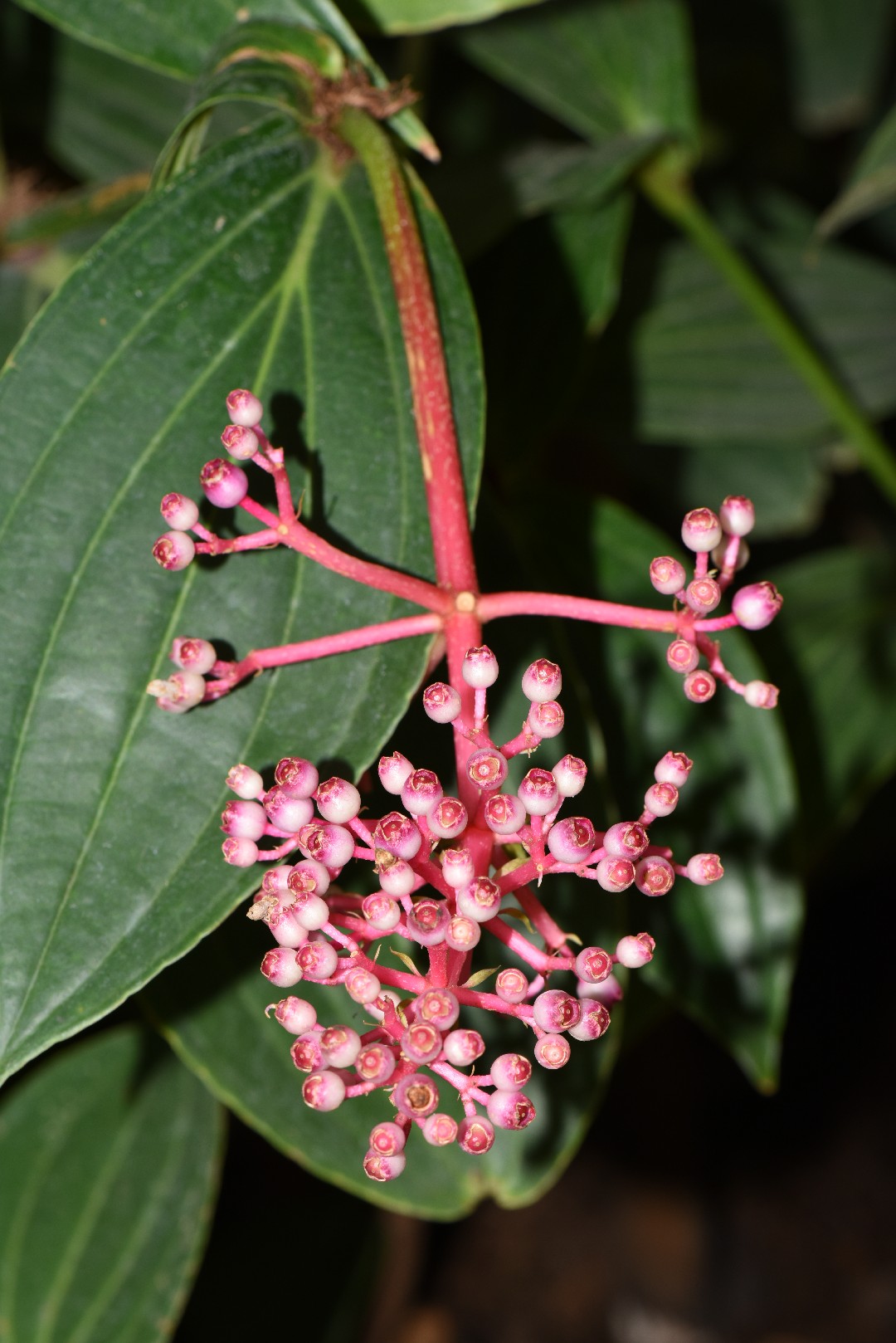 Medinilla magnifica PictureThis