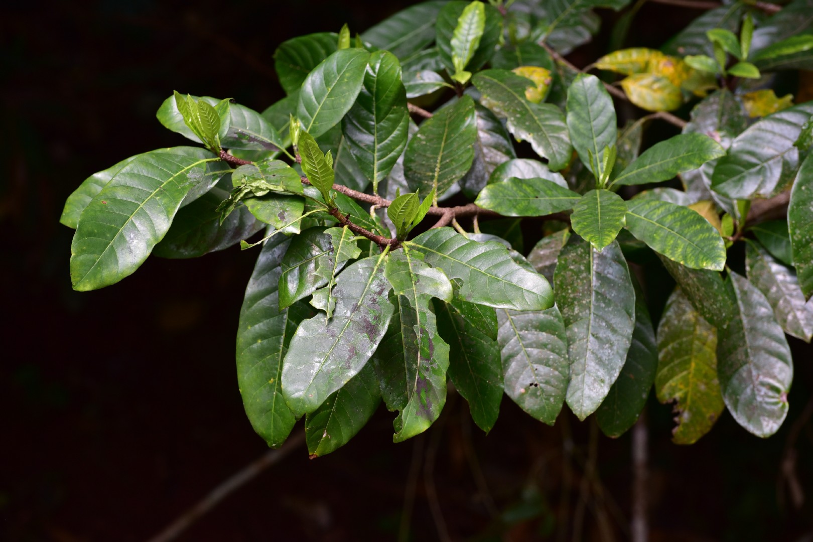 Tarennoidea wallichii Flower, Leaf, Care, Uses PictureThis