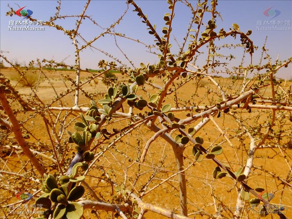 Maerua crassifolia PictureThis