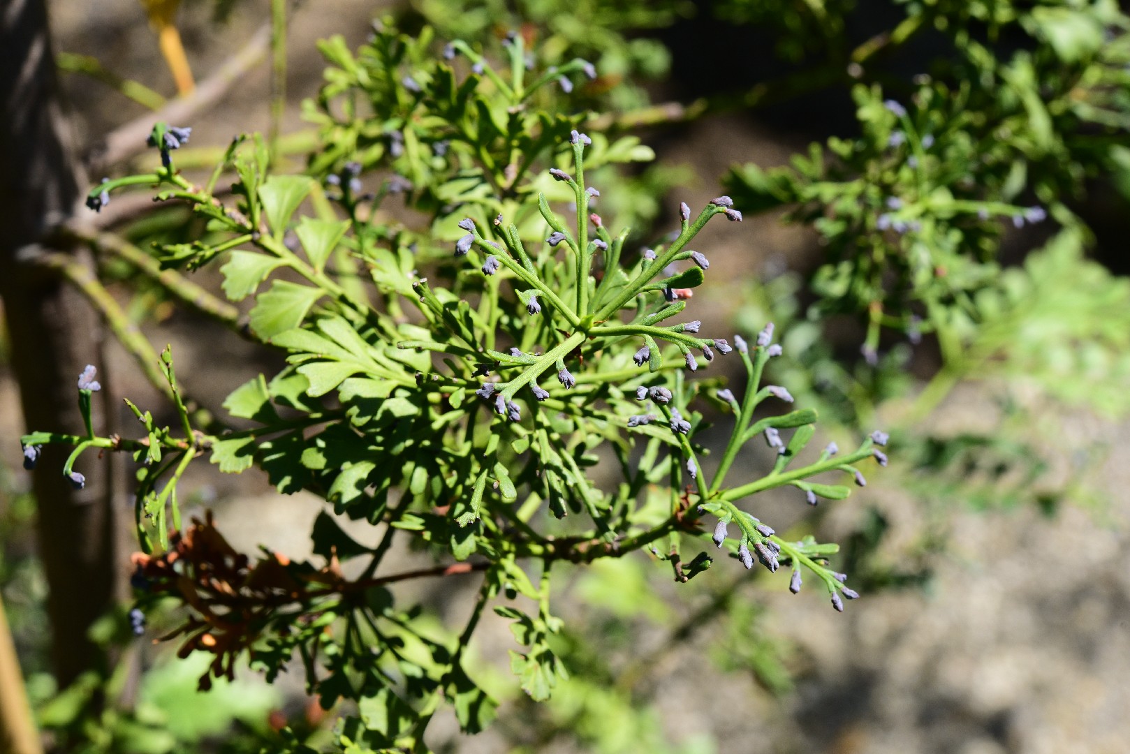 Celery pine Care (Watering, Fertilize, Pruning, Propagation) - PictureThis