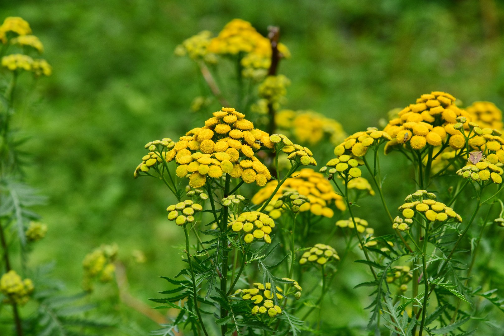 タンジーの判定方法 (Tanacetum vulgare)