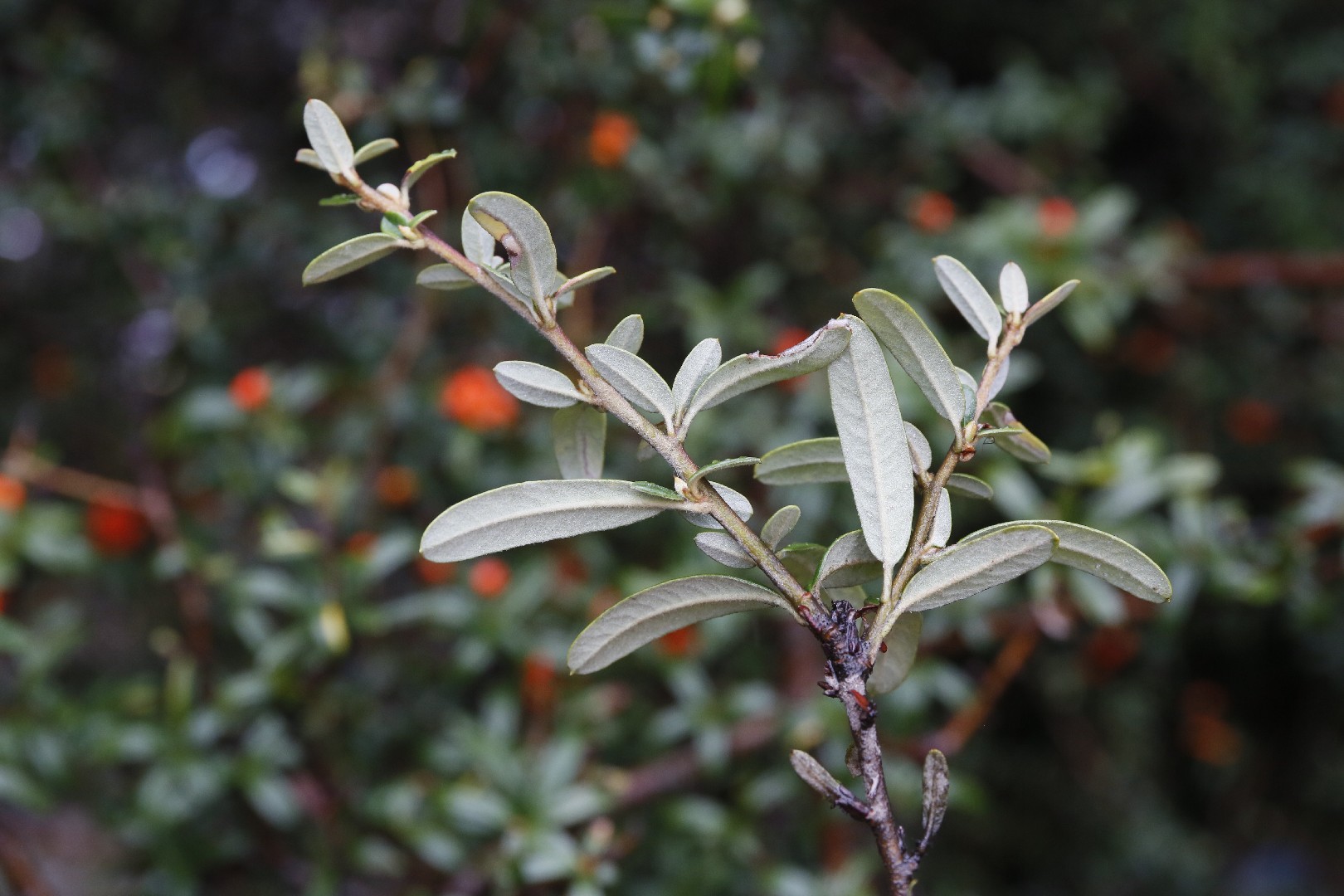 Pyracantha arbusto nel gelo con foglie di colore verde scuro e rosso  scarlatto bacche fotografato un freddo gelido inverno mattina Foto stock -  Alamy