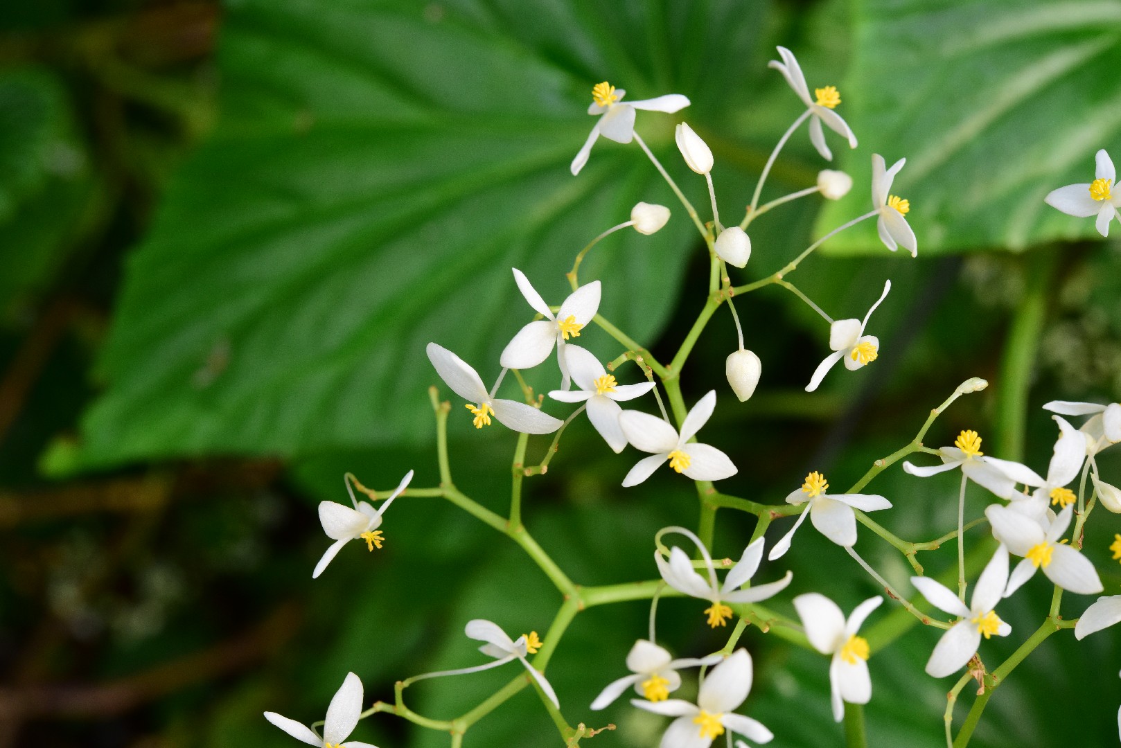 Begonia obliqua - PictureThis