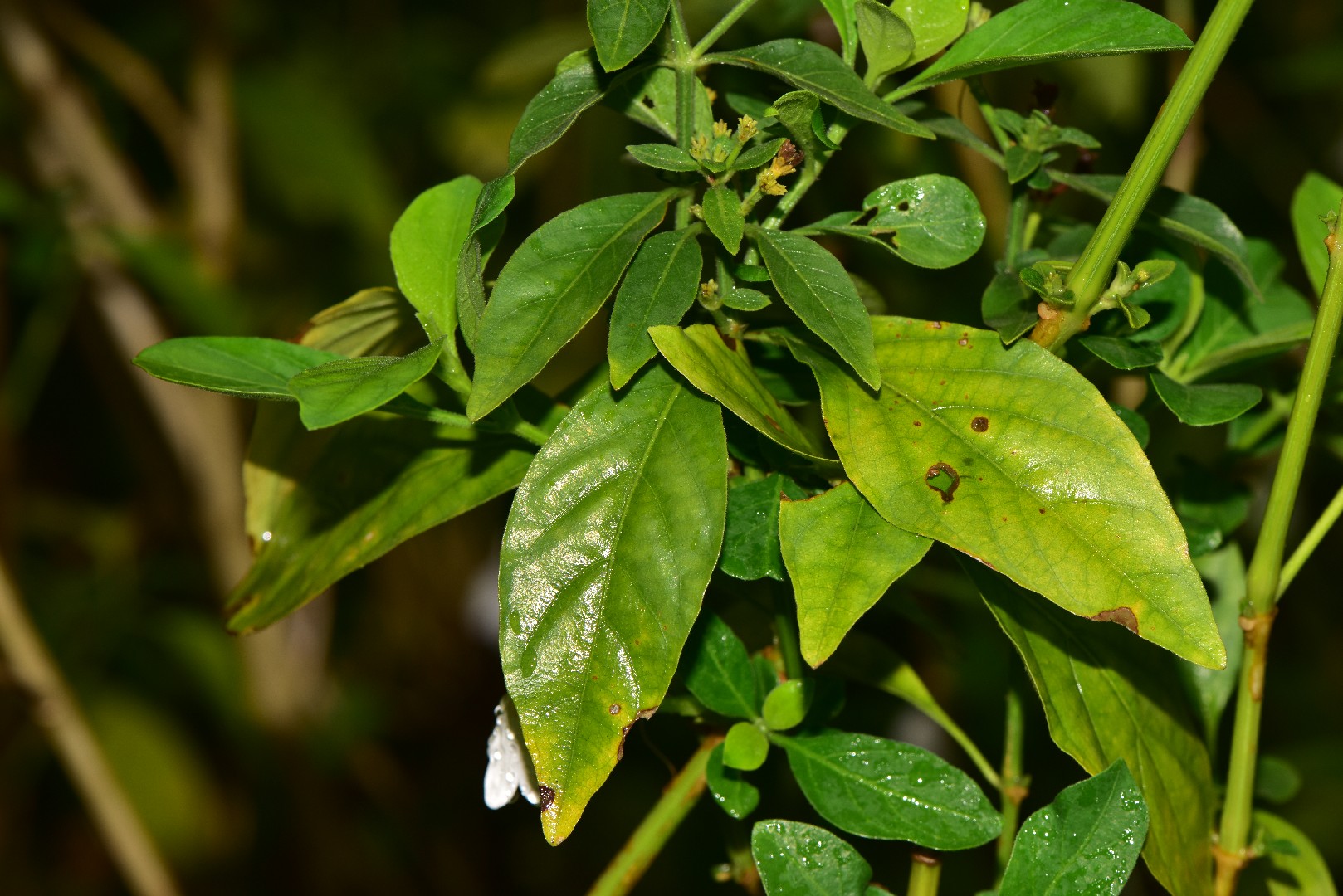 Snake jasmine - Rhinacanthus nasutus (Taxonomy, Characteristics, Flower,  Images)