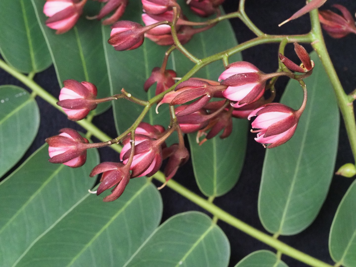 Zenia insignis Flower, Leaf, Care, Uses PictureThis