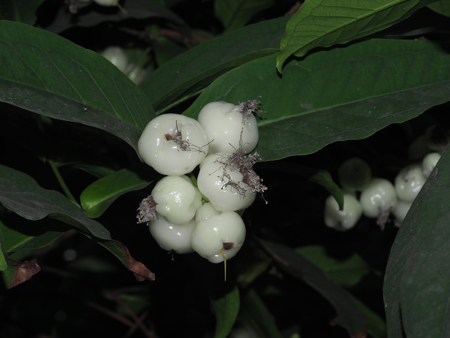 レンブ（蓮霧） (ケア, 特徴, 花, 画像, 食用)