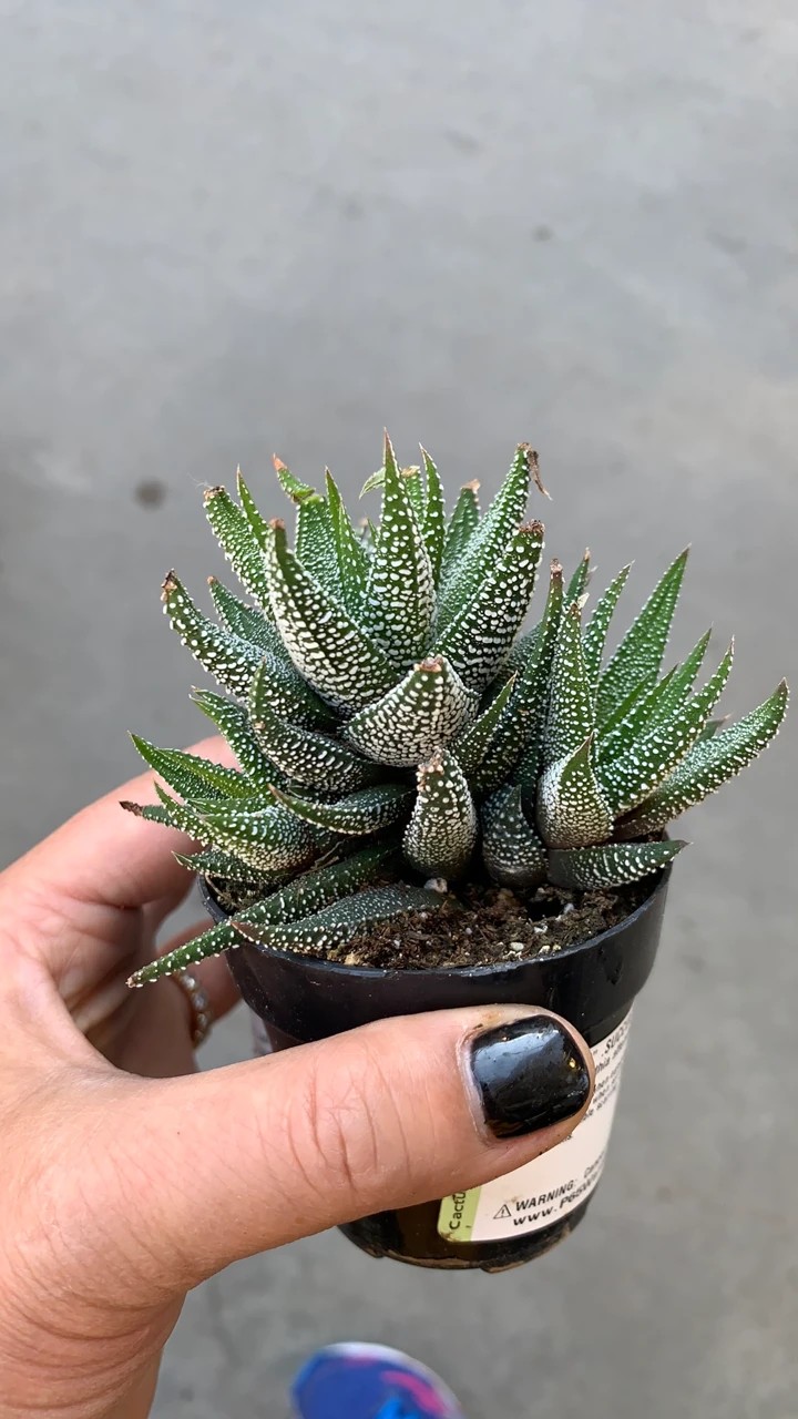 Haworthia cymbiformis var. obtusaの育て方・栽培方法